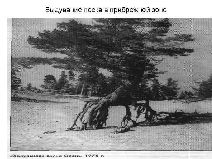 Выдувание песка в прибрежной зоне 