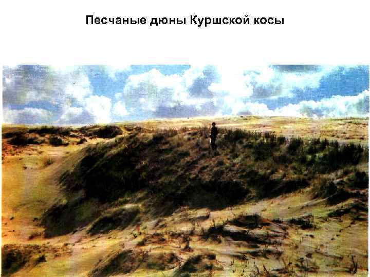 Песчаные дюны Куршской косы 