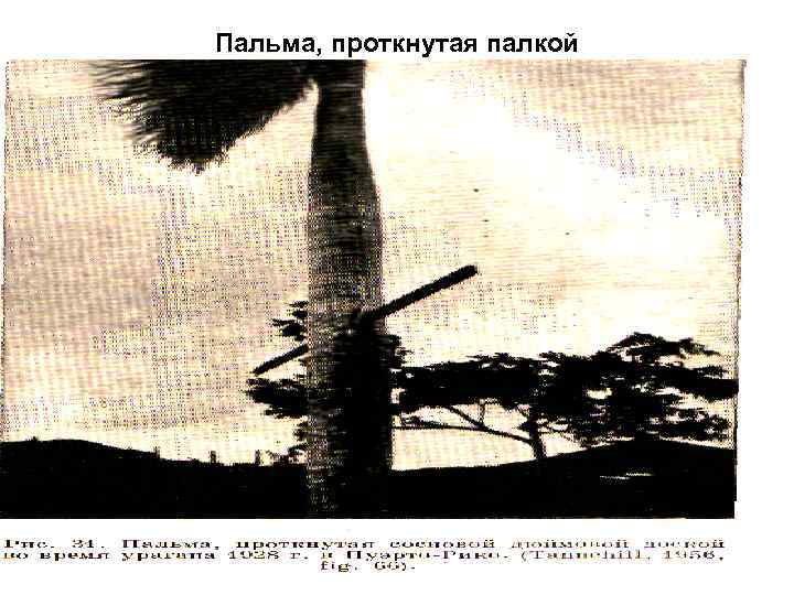 Пальма, проткнутая палкой 