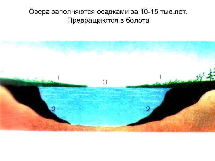 Озера заполняются осадками за 10 -15 тыс. лет. Превращаются в болота 