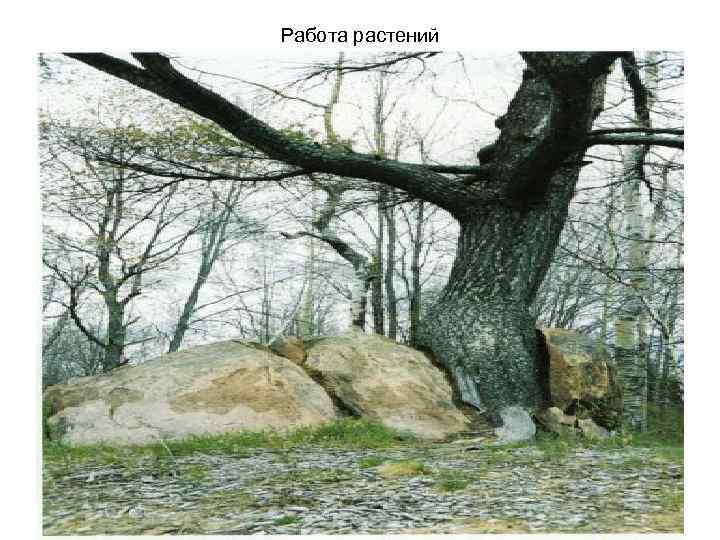 Работа растений 