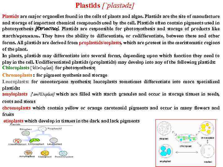 Plastids [`plastədz] Plastids are major organelles found in the cells of plants and algae.