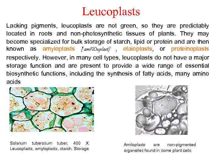 Leucoplasts Lacking pigments, leucoplasts are not green, so they are predictably located in roots