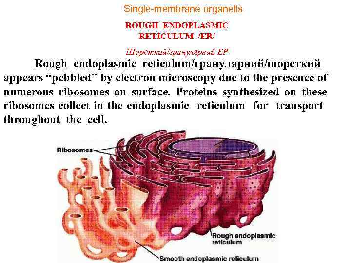 Single-membrane organells ROUGH ENDOPLASMIC RETICULUM /ER/ Шорсткий/гранулярний ЕР Rough endoplasmic reticulum/гранулярний/шорсткий appears “pebbled” by