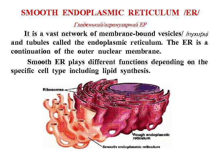 SMOOTH ENDOPLASMIC RETICULUM /ER/ Гладенький/агранулярний ЕР It is a vast network of membrane-bound vesicles/