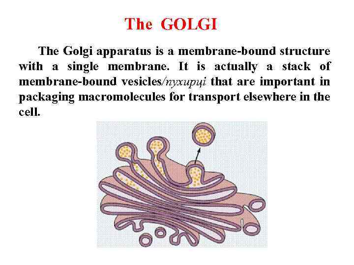 The GOLGI The Golgi apparatus is a membrane-bound structure with a single membrane. It