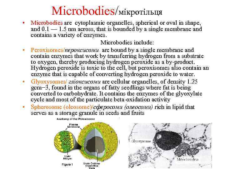 Microbodies/мікротільця • Microbodies are cytoplasmic organelles, spherical or oval in shape, and 0. 1
