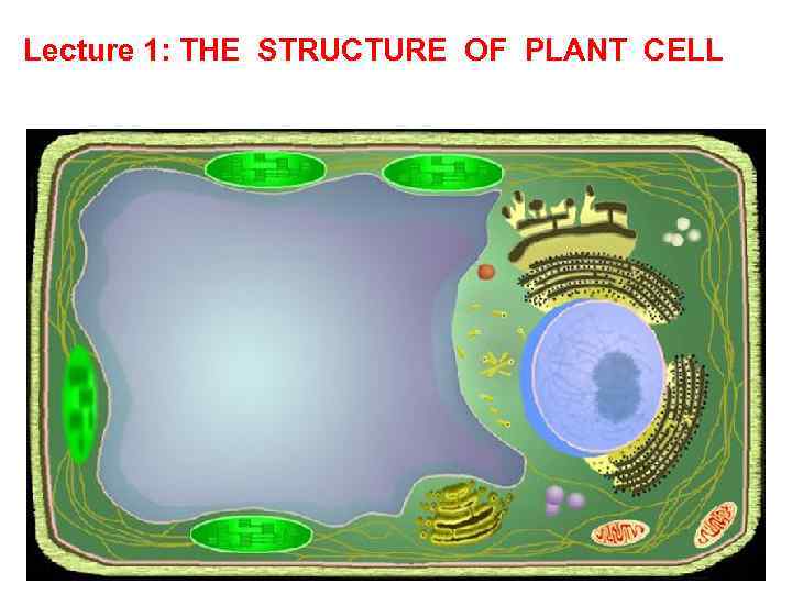 Lecture 1: THE STRUCTURE OF PLANT CELL 