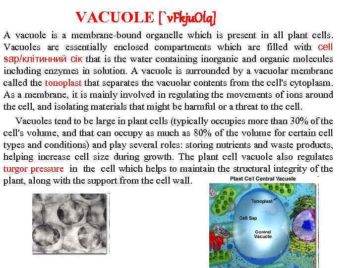 VACUOLE [`v. Fkju. Olq] A vacuole is a membrane-bound organelle which is present in