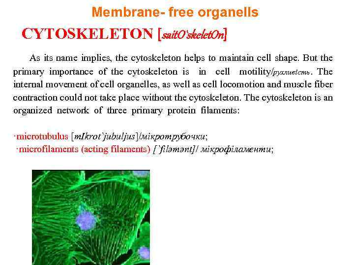 Membrane- free organells CYTOSKELETON [sait. O`skelet. On] As its name implies, the cytoskeleton helps