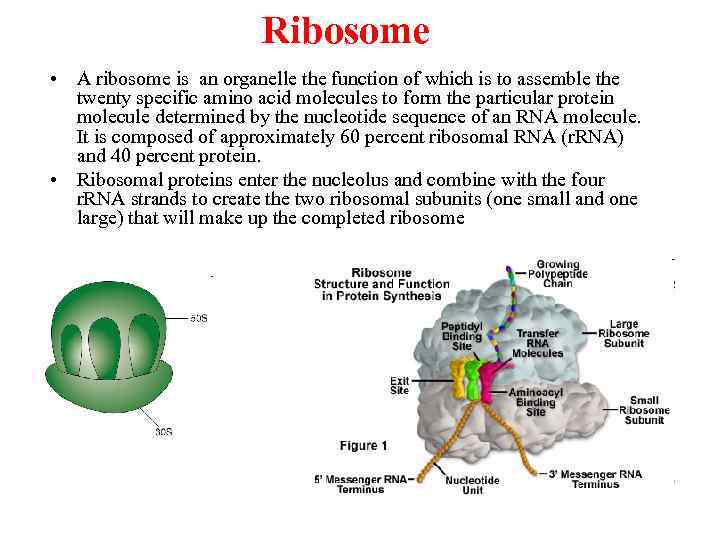Ribosome • A ribosome is an organelle the function of which is to assemble