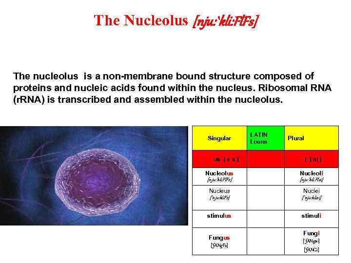 The Nucleolus [nju: `kli: Fl. Fs] The nucleolus is a non-membrane bound structure composed