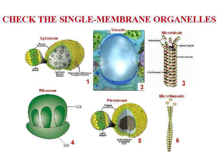 CHECK THE SINGLE-MEMBRANE ORGANELLES 