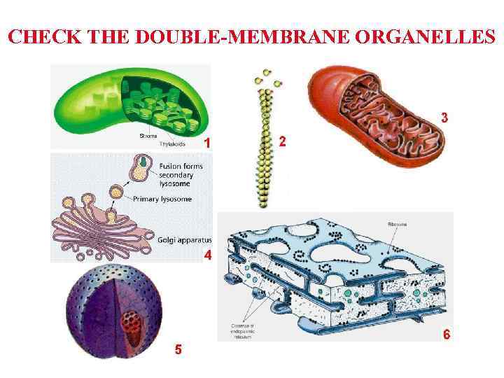 CHECK THE DOUBLE-MEMBRANE ORGANELLES 