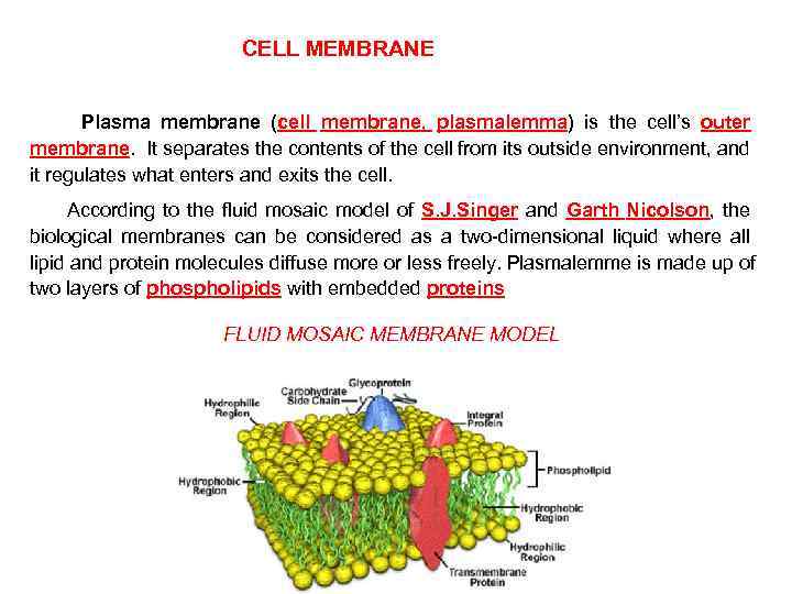 CELL MEMBRANE Plasma membrane (cell membrane, plasmalemma) is the cell’s outer membrane. It separates