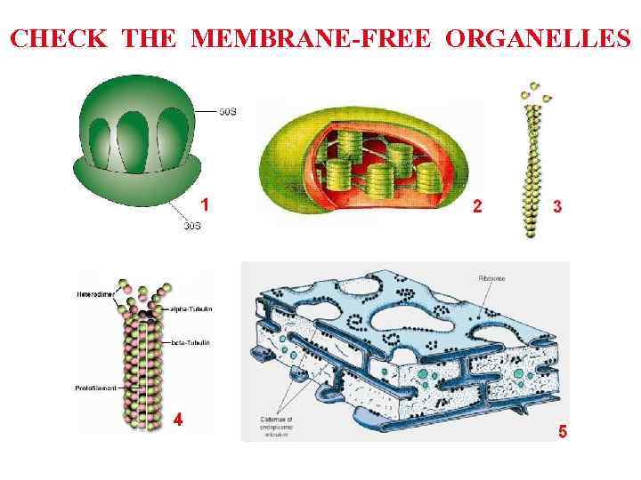 CHECK THE MEMBRANE-FREE ORGANELLES 