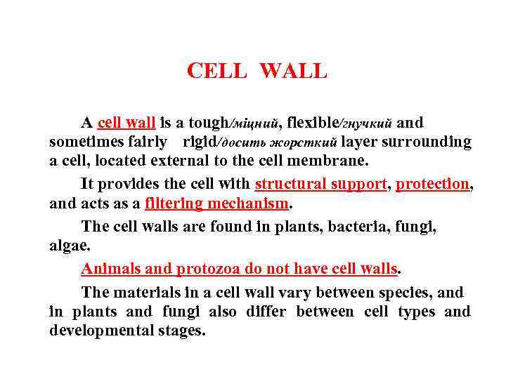 CELL WALL A cell wall is a tough/міцний, flexible/гнучкий and sometimes fairly rigid/досить жорсткий