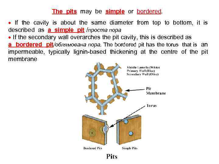 The pits may be simple or bordered. · If the cavity is about the
