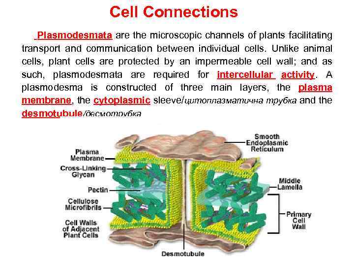 Cell Connections Plasmodesmata are the microscopic channels of plants facilitating transport and communication between