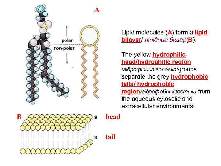 A Lipid molecules (A) form a lipid bilayer/ ліпідний бішар(B). The yellow hydrophilic head/hydrophilic