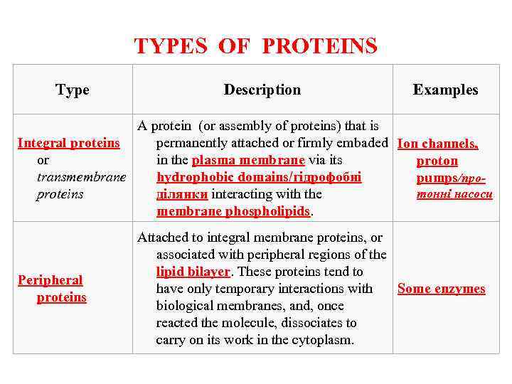 TYPES OF PROTEINS Type Description Examples A protein (or assembly of proteins) that is