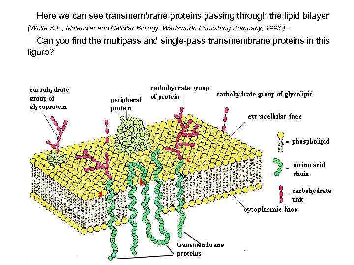  Here we can see transmembrane proteins passing through the lipid bilayer (Wolfe S.