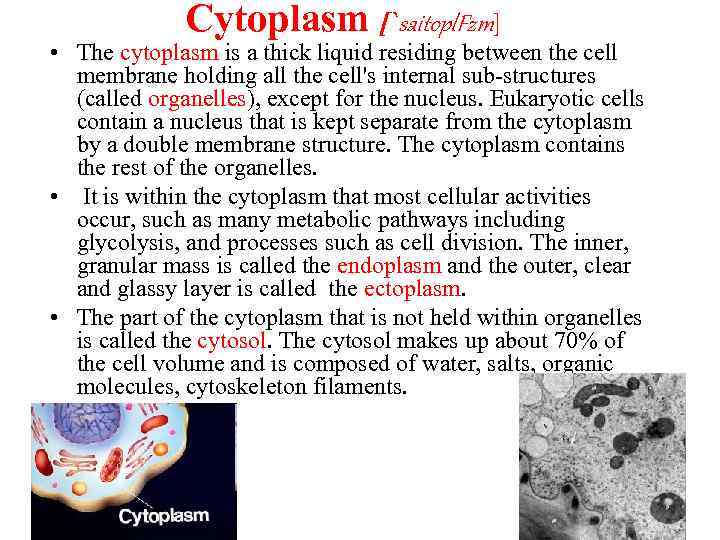 Cytoplasm [`saitopl. Fzm] • The cytoplasm is a thick liquid residing between the cell