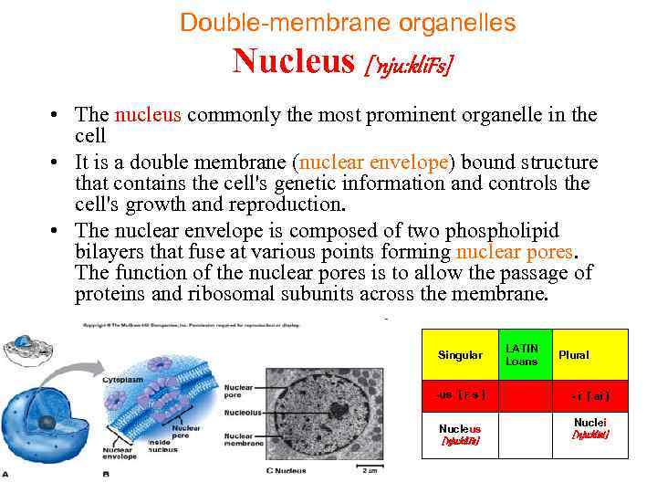 Double-membrane organelles Nucleus [`nju: kli. Fs] • The nucleus commonly the most prominent organelle