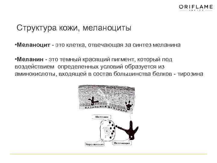 Структура кожи, меланоциты • Меланоцит - это клетка, отвечающая за синтез меланина • Меланин