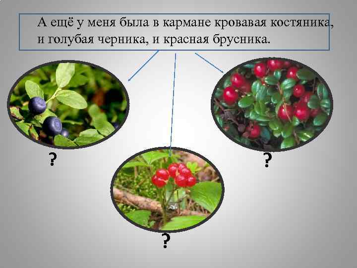 А ещё у меня была в кармане кровавая костяника, и голубая черника, и красная