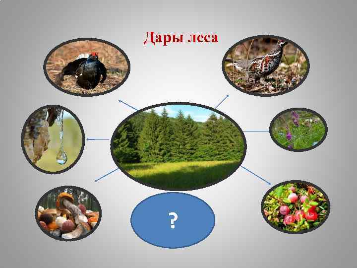 Дары леса ? 