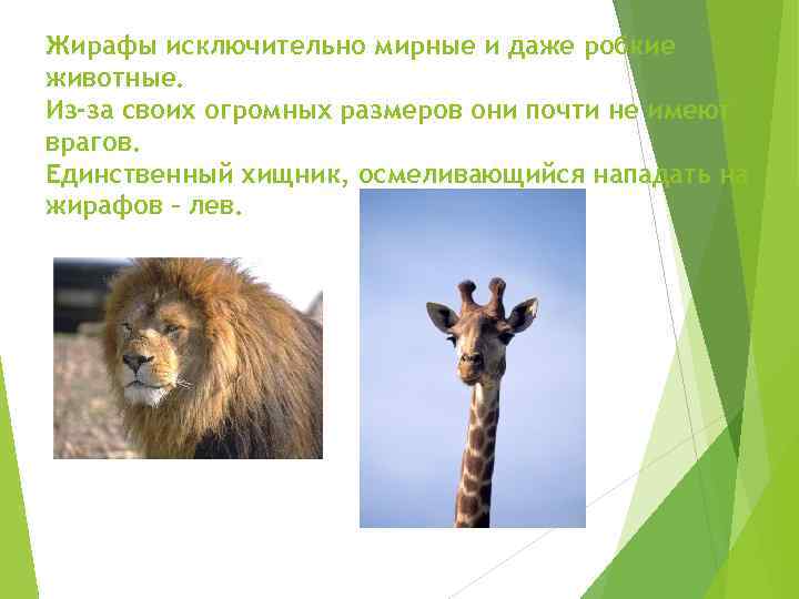 Жирафы исключительно мирные и даже робкие животные. Из-за своих огромных размеров они почти не