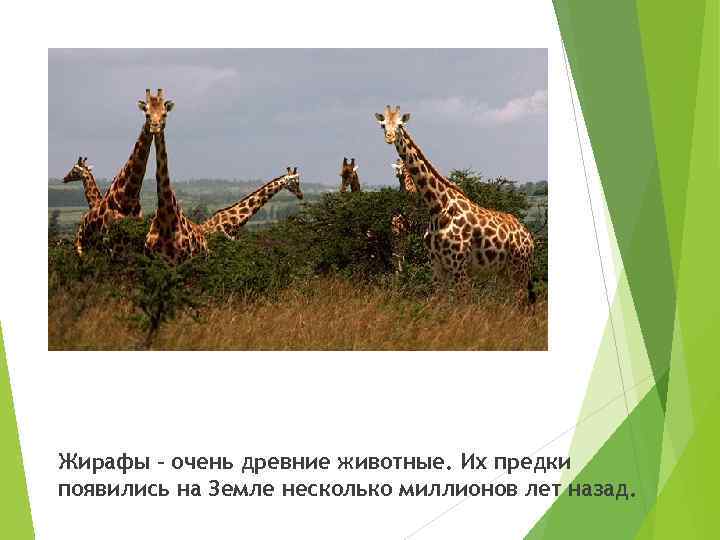 Жирафы – очень древние животные. Их предки появились на Земле несколько миллионов лет назад.