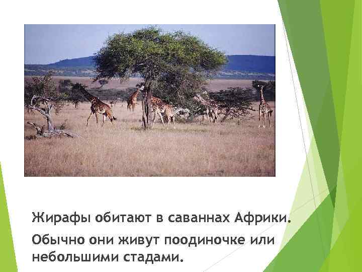 Жирафы обитают в саваннах Африки. Обычно они живут поодиночке или небольшими стадами. 