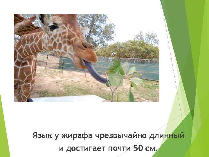 Язык у жирафа чрезвычайно длинный и достигает почти 50 см. 