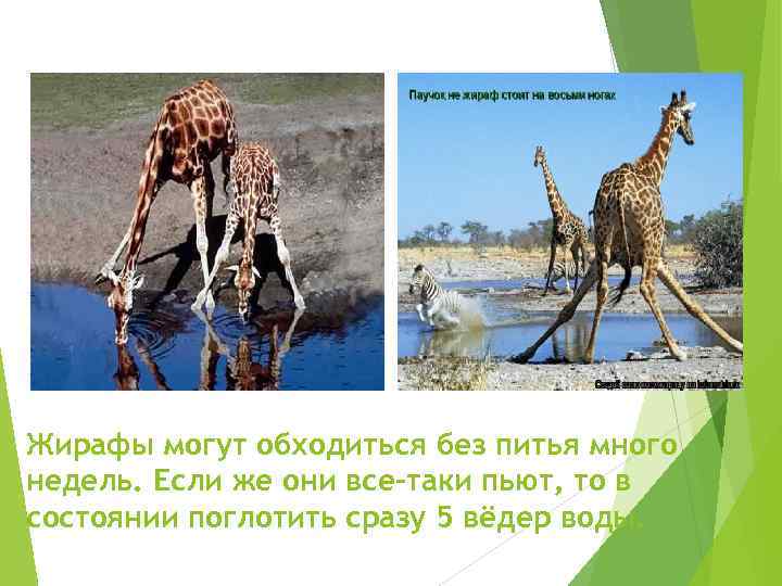 Жирафы могут обходиться без питья много недель. Если же они все-таки пьют, то в