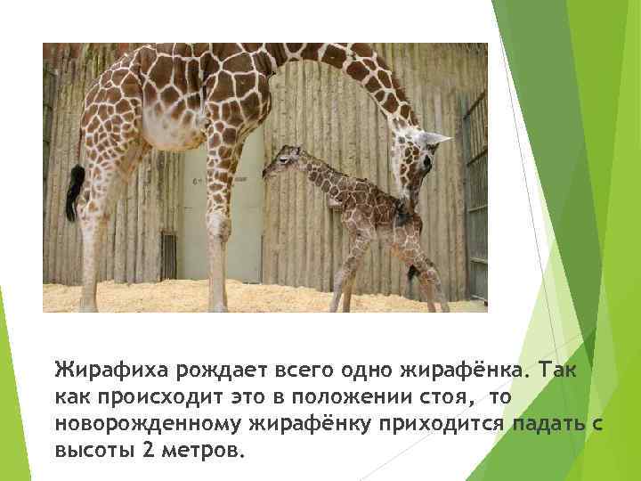 Жирафиха рождает всего одно жирафёнка. Так как происходит это в положении стоя, то новорожденному