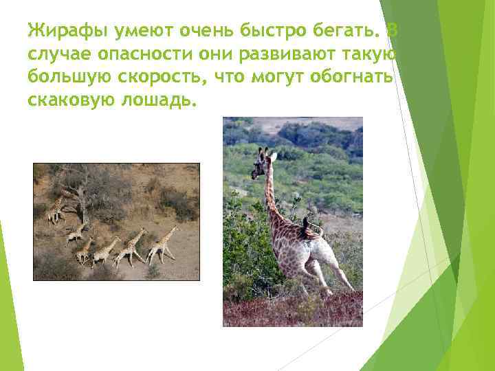 Жирафы умеют очень быстро бегать. В случае опасности они развивают такую большую скорость, что