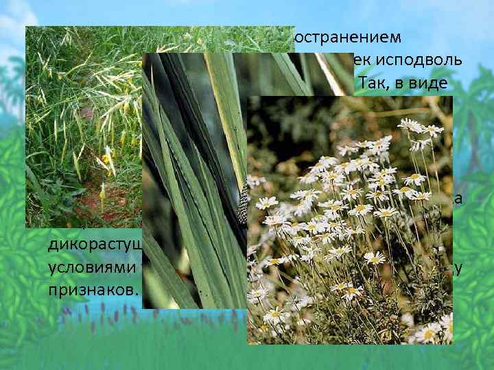  • Наряду с сознательным распространением сельскохозяйственных культур человек исподволь переселял и дикорастущие растения.