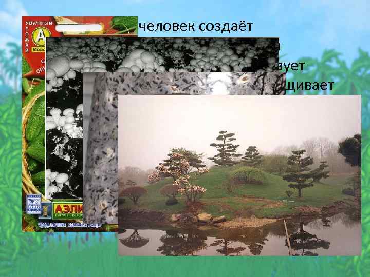  • Современный человек создаёт высокоспециализированные сорта культурных растений, совершенствует технологию их выращивания, выращивает