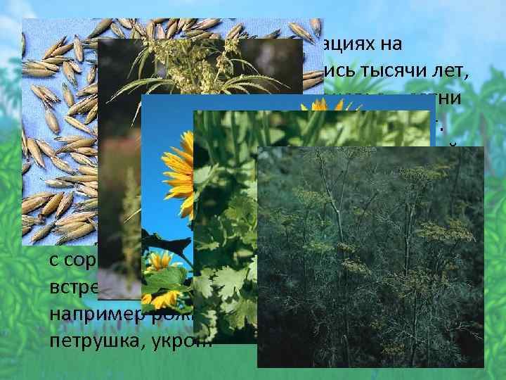  • Если в древнейших цивилизациях на возникновение сорта тратились тысячи лет, в античное