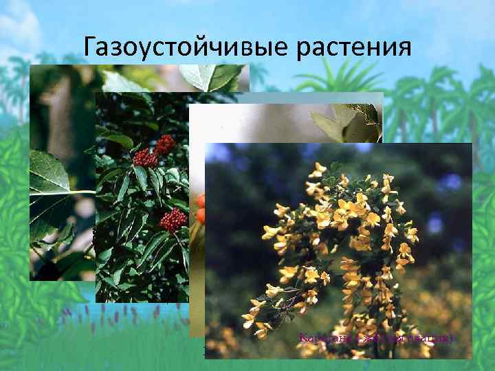 Газоустойчивые растения Шелковица Бузина красная Карагана ( жёлтая акация) Боярышник обыкновенный 