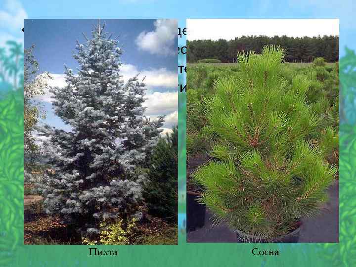  • Многие растения выделяют летучие бактерицидные вещества, делающие воздух практически стерильным: сосна, пихта,