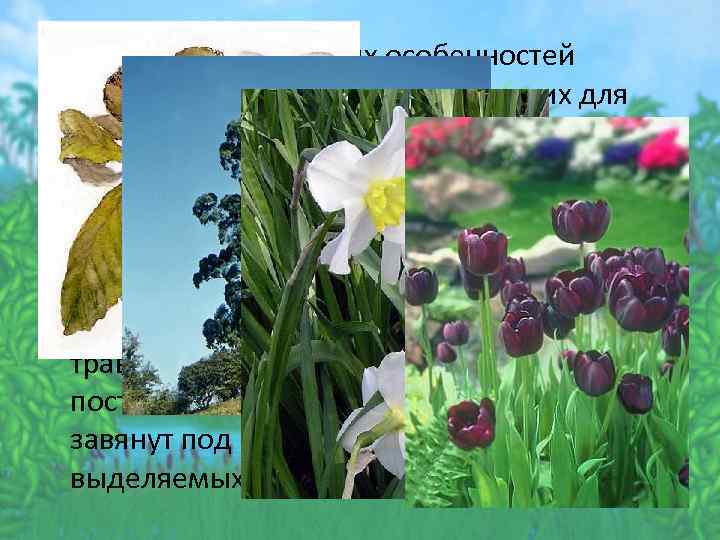  • Знания биологических особенностей растений позволяет использовать их для воздействия на другие растения