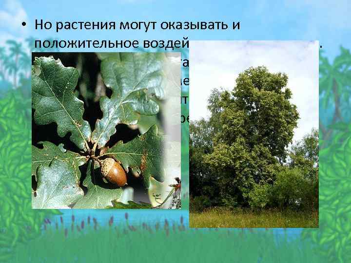  • Но растения могут оказывать и положительное воздействие друг на друга. Ель и