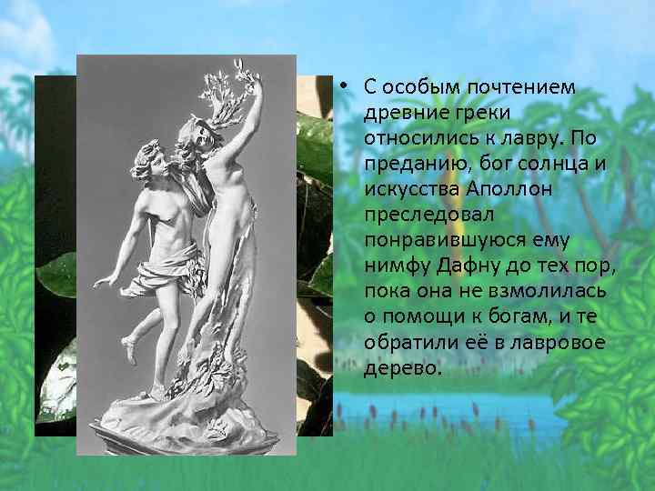  • С особым почтением древние греки относились к лавру. По преданию, бог солнца