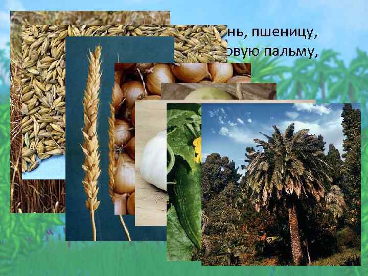  • Шумеры выращивали ячмень, пшеницу, лук, чеснок, огурцы, финиковую пальму, кунжут. 