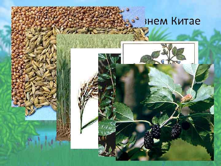 Растениеводство в Древнем Китае • В Китае выращивали просо, ячмень, рис, чай, сою, тутовое