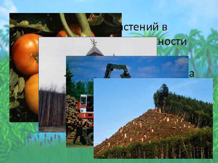  • Каково значение растений в природе, жизни и деятельности человека? • Какое влияние