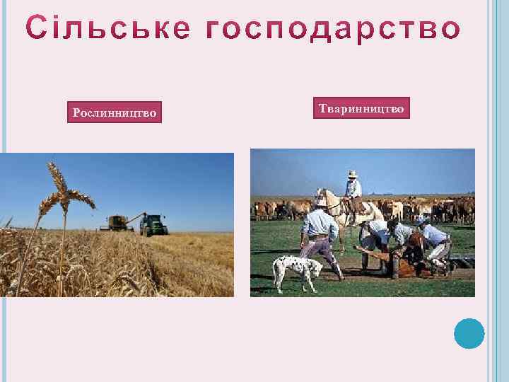 Рослинництво Тваринництво 